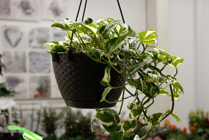 Obešalo za Korita 2kos. - slika 4