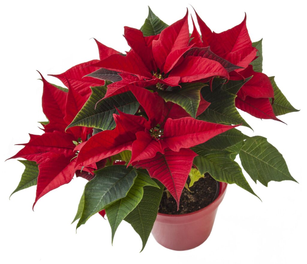 Kako Božična Zvezda Postane Rdeča 7