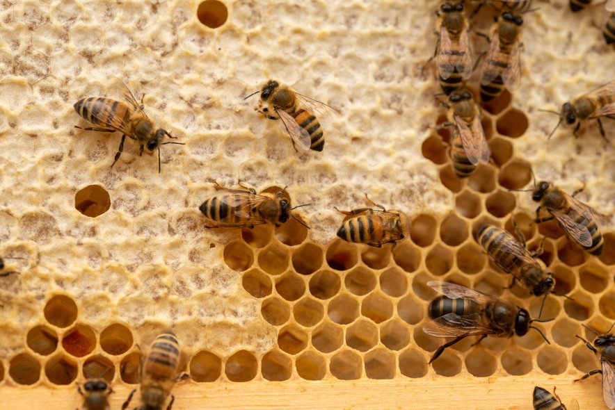 Kako Čebele Naredijo Med?